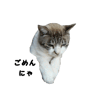 猫のブルー君（個別スタンプ：13）