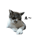 猫のブルー君（個別スタンプ：16）