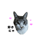 猫のブルー君（個別スタンプ：19）