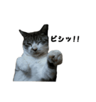 猫のブルー君（個別スタンプ：20）