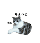 猫のブルー君（個別スタンプ：25）