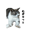 猫のブルー君（個別スタンプ：26）