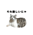 猫のブルー君（個別スタンプ：27）