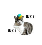 猫のブルー君（個別スタンプ：28）