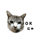 猫のブルー君（個別スタンプ：30）