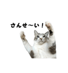 猫のブルー君（個別スタンプ：32）