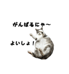 猫のブルー君（個別スタンプ：33）