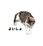 猫のブルー君（個別スタンプ：34）