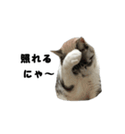 猫のブルー君（個別スタンプ：35）