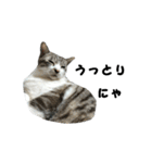 猫のブルー君（個別スタンプ：37）