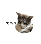 猫のブルー君（個別スタンプ：38）