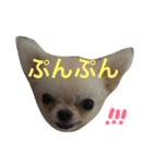 ぽぽすた（個別スタンプ：2）