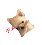 ぽぽすた（個別スタンプ：4）