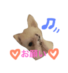 ぽぽすた（個別スタンプ：6）