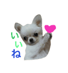 ぽぽすた（個別スタンプ：7）