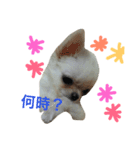 ぽぽすた（個別スタンプ：9）