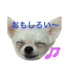 ぽぽすた（個別スタンプ：11）