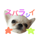 ぽぽすた（個別スタンプ：16）