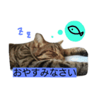 うちのななちゃん2（個別スタンプ：5）