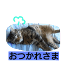 うちのななちゃん2（個別スタンプ：8）