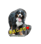 bobu (*^^*)（個別スタンプ：3）