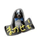 bobu (*^^*)（個別スタンプ：16）