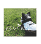 まろ眉チワワのぴーす 2（個別スタンプ：5）