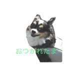 まろ眉チワワのぴーす 2（個別スタンプ：11）