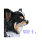 まろ眉チワワのぴーす 2（個別スタンプ：12）