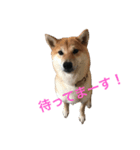柴犬 がんも（個別スタンプ：1）