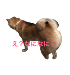 柴犬 がんも（個別スタンプ：2）