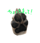 柴犬 がんも（個別スタンプ：3）