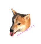 柴犬 がんも（個別スタンプ：5）