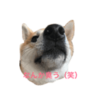 柴犬 がんも（個別スタンプ：6）