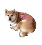 柴犬 がんも（個別スタンプ：7）