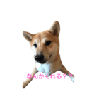 柴犬 がんも（個別スタンプ：8）