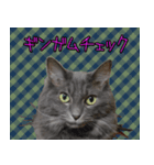 猫で柄が色々！（個別スタンプ：2）