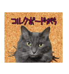 猫で柄が色々！（個別スタンプ：3）