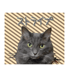 猫で柄が色々！（個別スタンプ：4）