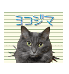 猫で柄が色々！（個別スタンプ：5）