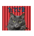 猫で柄が色々！（個別スタンプ：6）