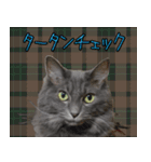 猫で柄が色々！（個別スタンプ：8）