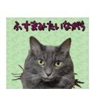 猫で柄が色々！（個別スタンプ：11）