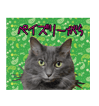 猫で柄が色々！（個別スタンプ：12）