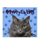猫で柄が色々！（個別スタンプ：17）