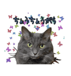 猫で柄が色々！（個別スタンプ：20）