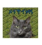 猫で柄が色々！（個別スタンプ：22）