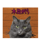猫で柄が色々！（個別スタンプ：23）