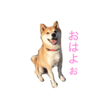 ムサシの金沢弁（個別スタンプ：10）