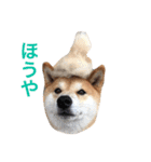 ムサシの金沢弁（個別スタンプ：14）